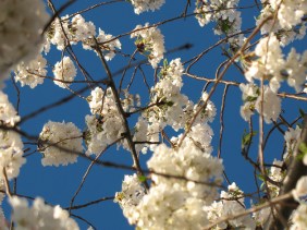 Cherry blossoms, Washington, DC, 2007